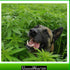 Happy dog in cannabis field