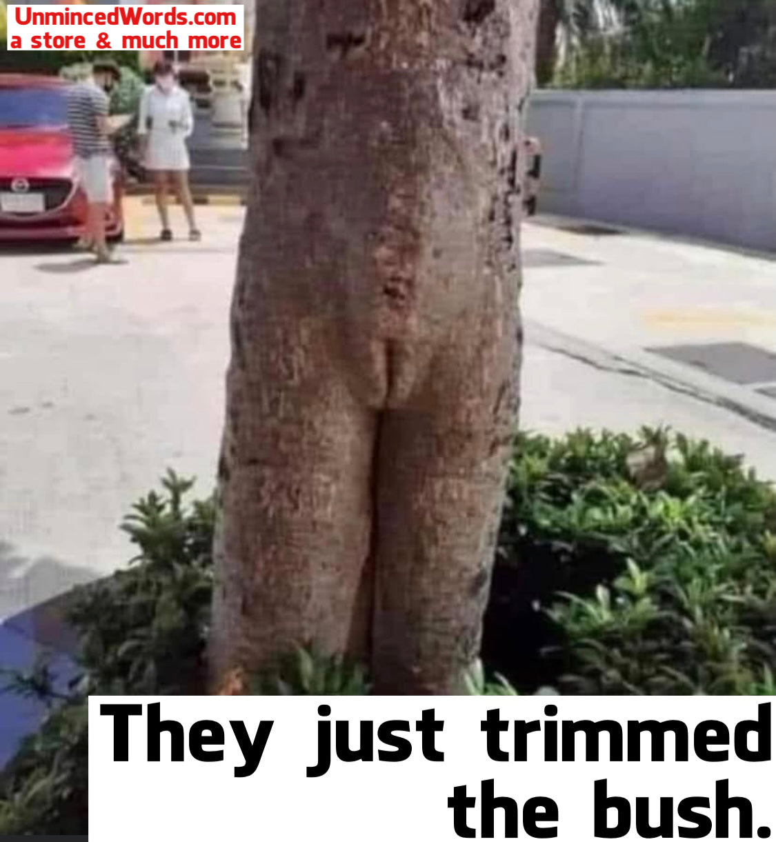 They just trimmed the bush.