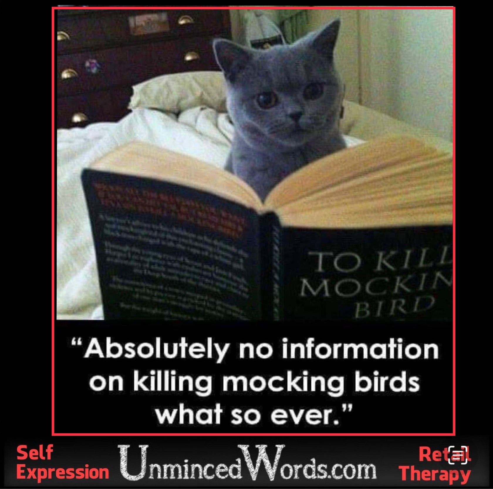 This cat is studying up