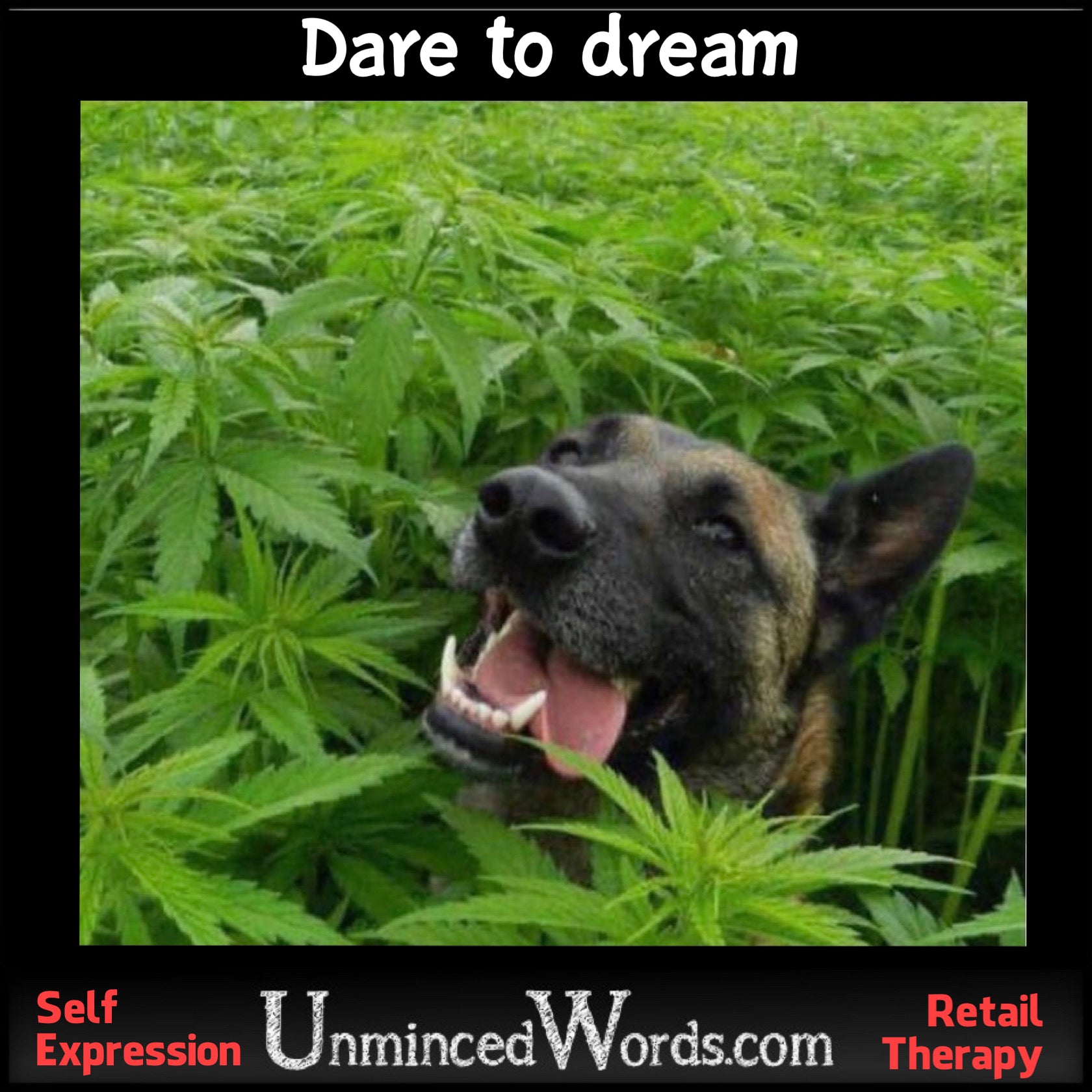 Dare to dream dog in a pot field