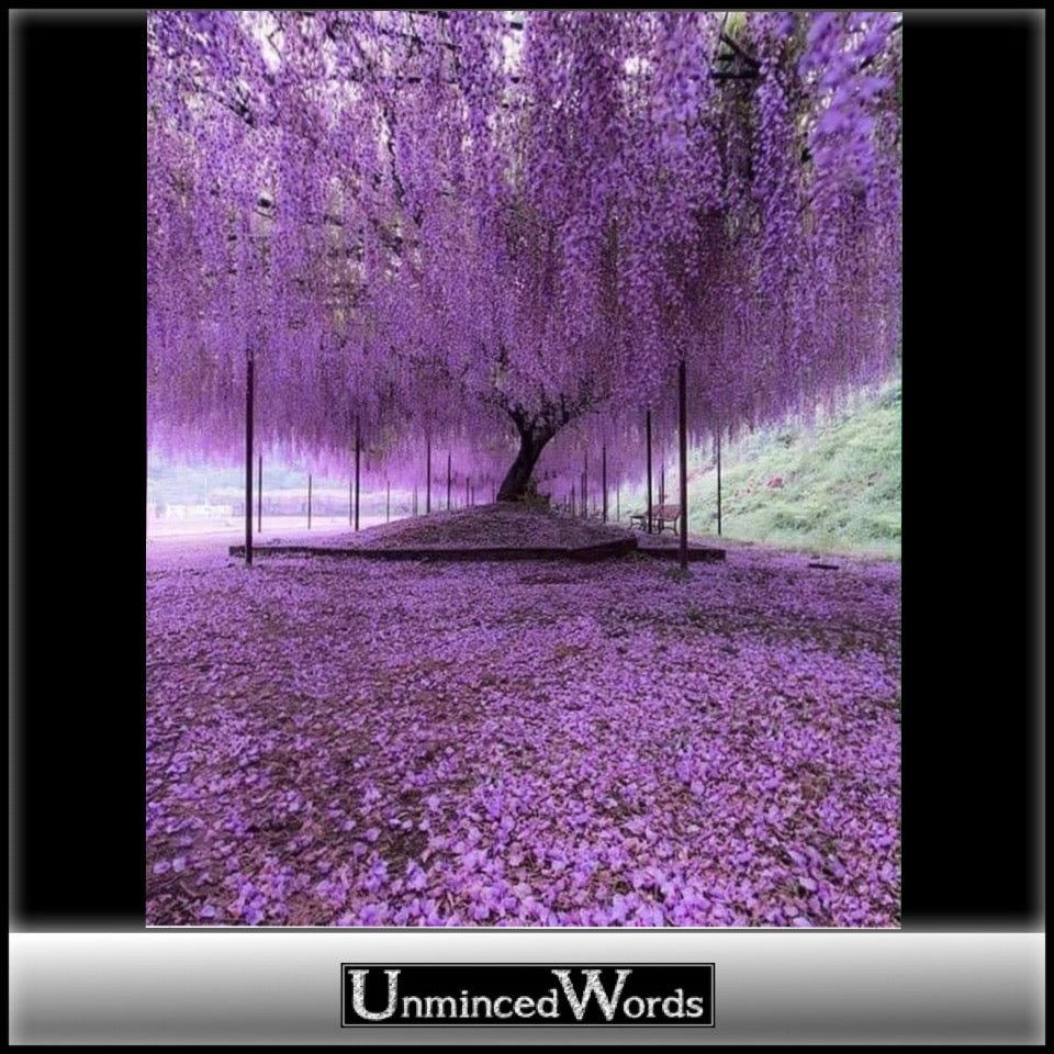 I hope you like purple and trees