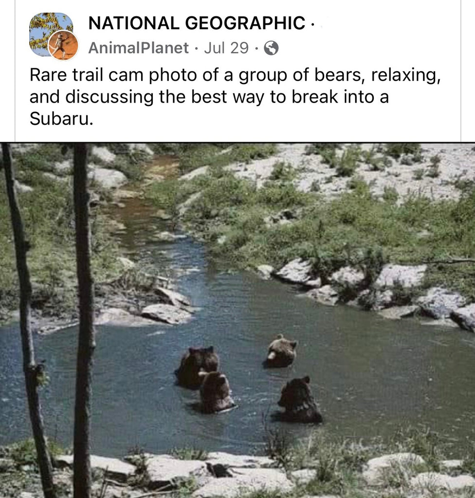 This National Geographic bear post is refreshing