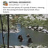 This National Geographic bear post is refreshing