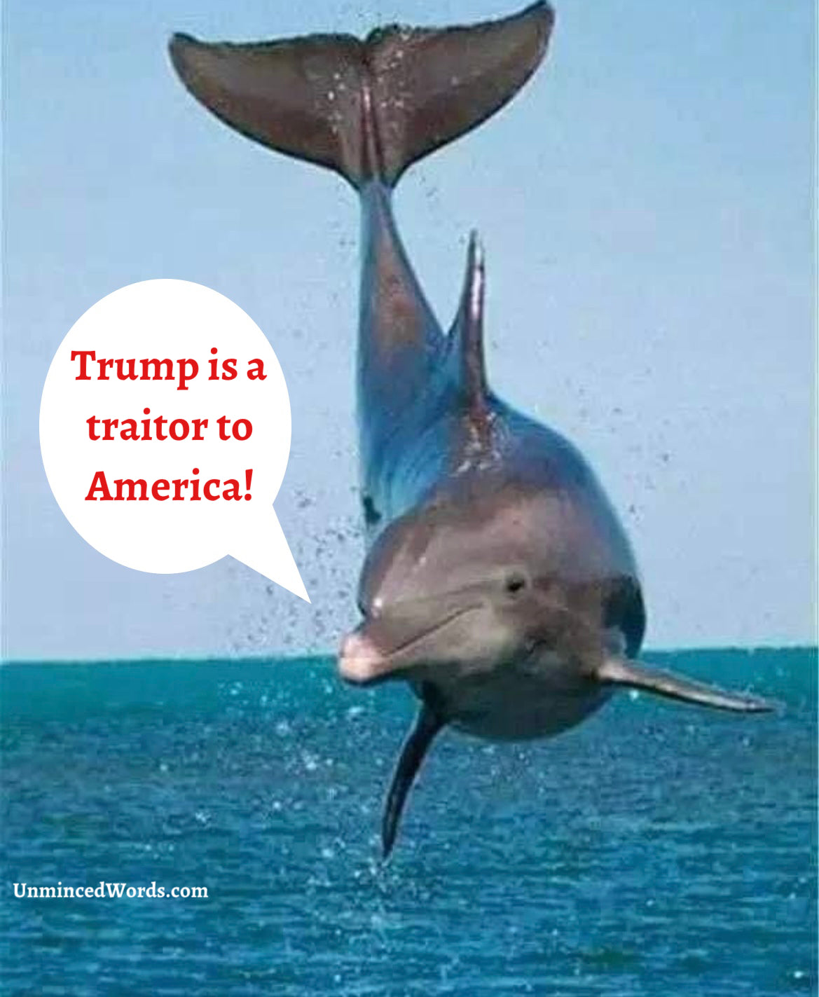 The dolphin is spot on about Trump!