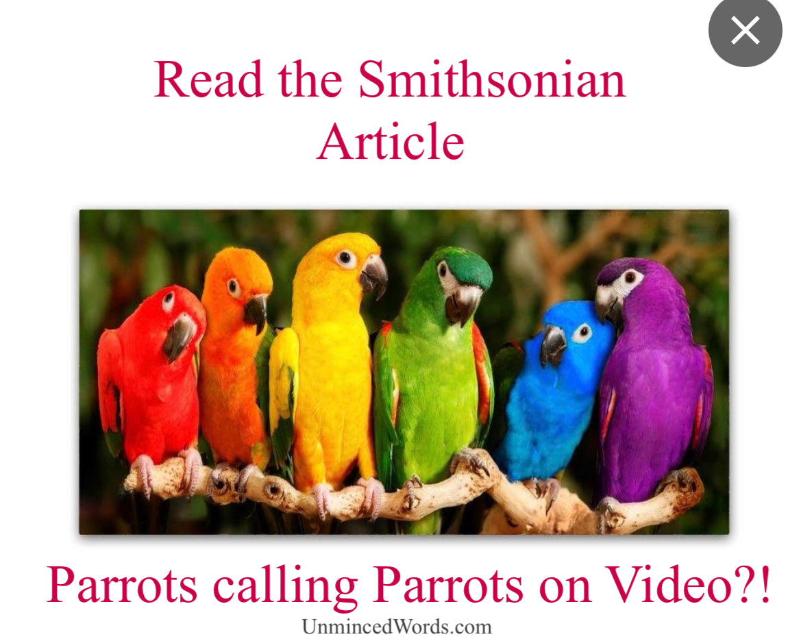 Parrots calling Parrots on Video?!