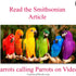 Parrots calling Parrots on Video?!